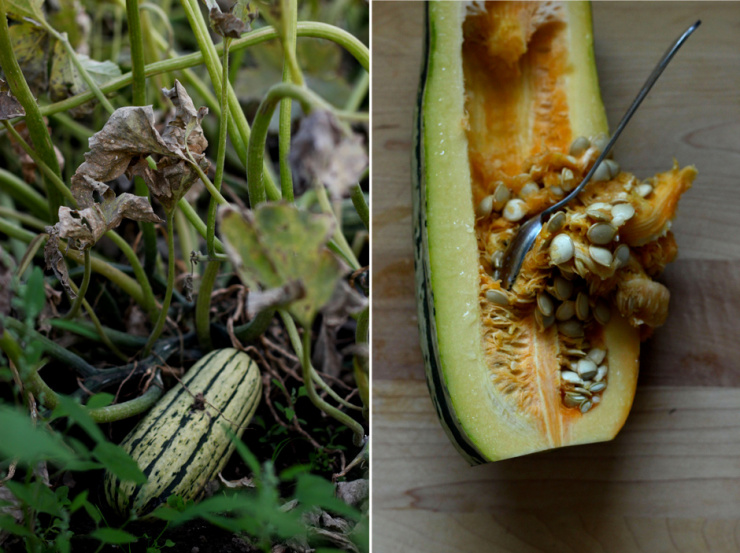 delicata squash // The First Mess