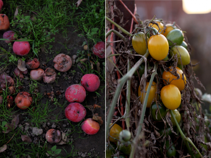 apples + tomatoes // The First Mess