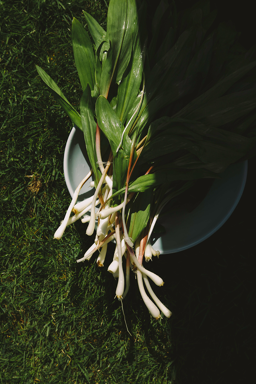 Image shows a bowl of ramps after the've been cleaned, in harsh sunlight.