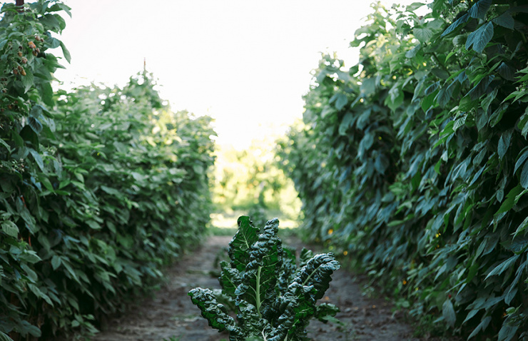 A shot of a row of chard growing in between two rows of raspberry bushes on a sunny day.