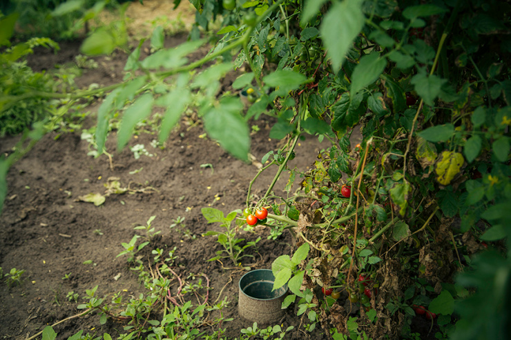 A 3/4 angle shot of cherry tomatoes growing on a plant in the ground.