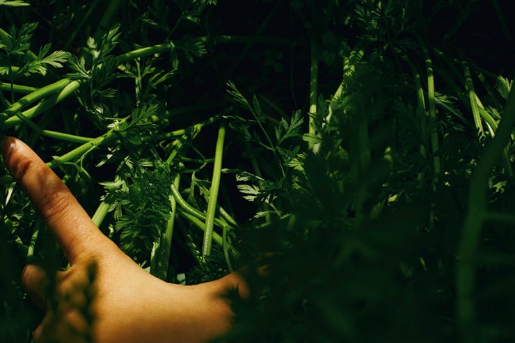 Carrot greens in harsh light with a hand beginning to pull some of the greens out of the ground.