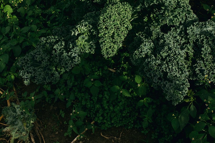 Kale growing in a garden in harsh light.