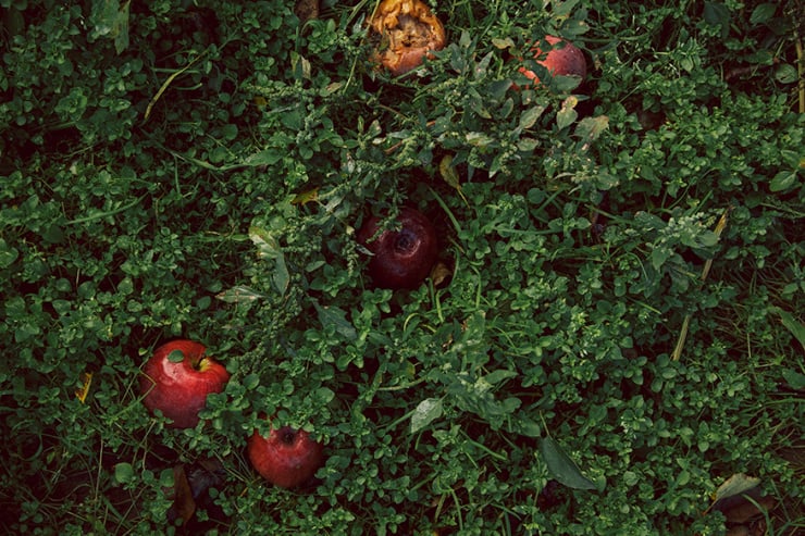 Apples fallen from a tree in deep grass and weeds.