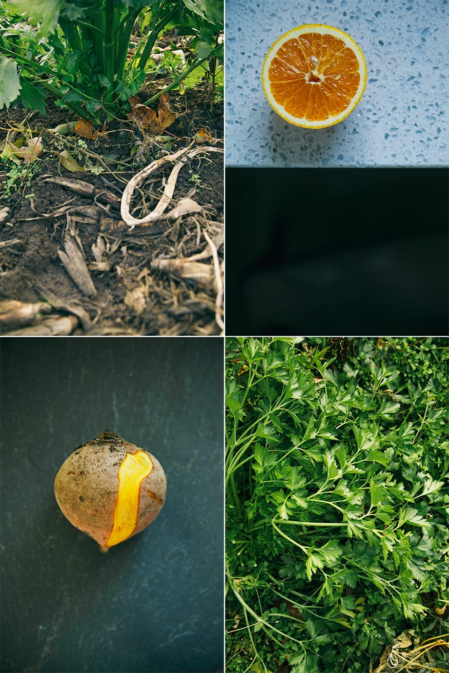 4 photos showing different types of produce, either in an indoor setting or in the garden.