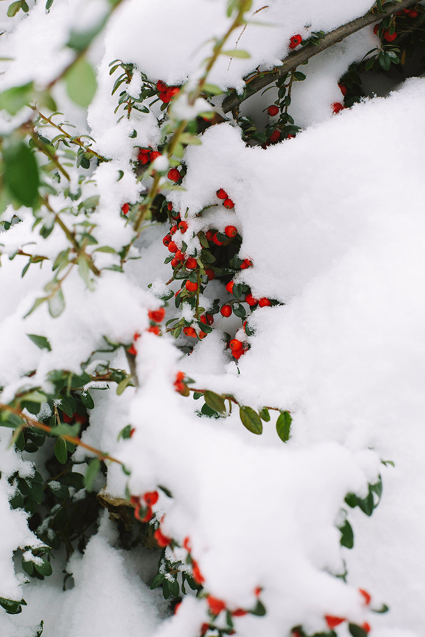 cotoneaster // the first mess