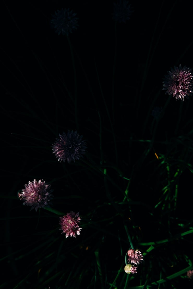 chive blossoms // the first mess