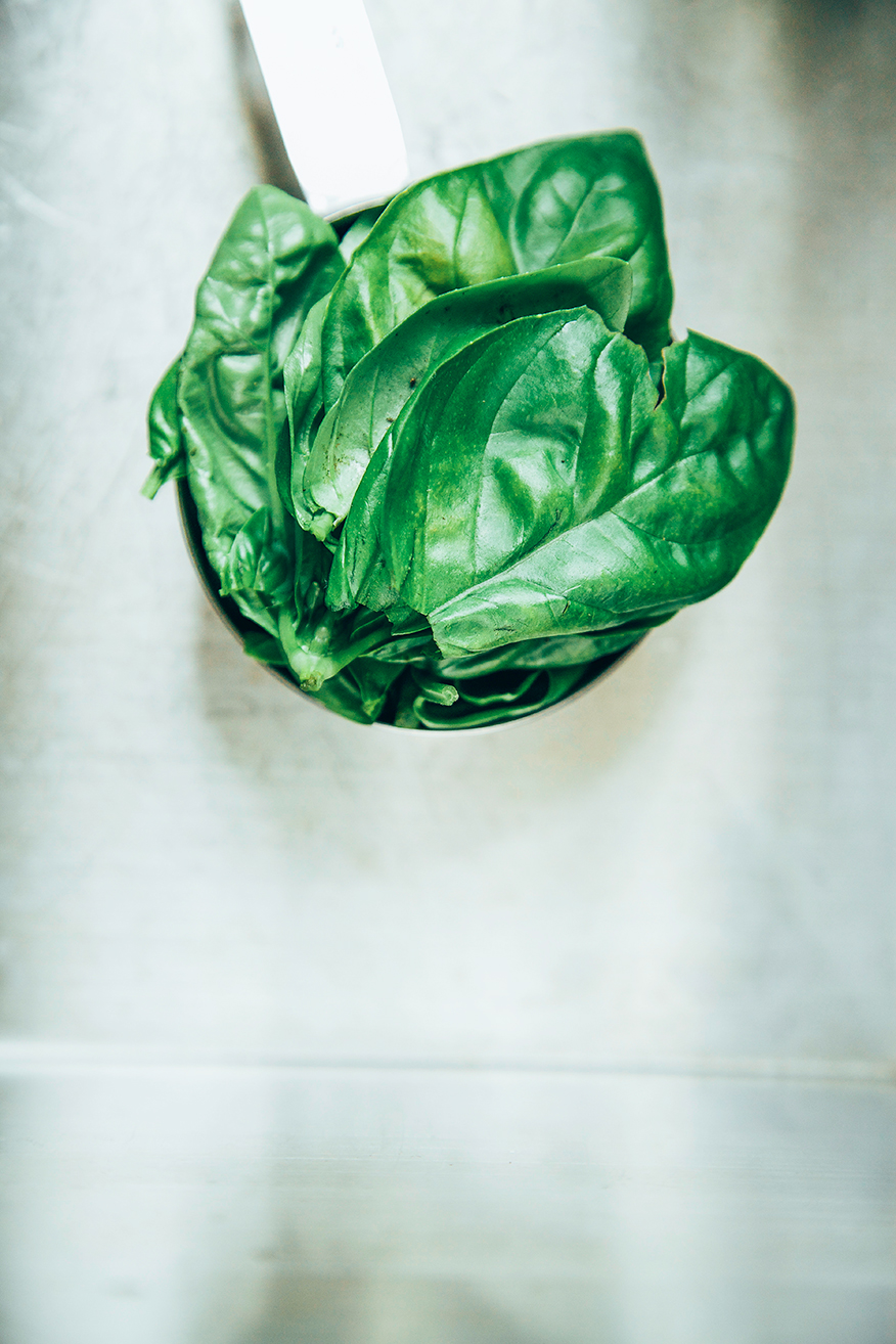 basil // @thefirstmess