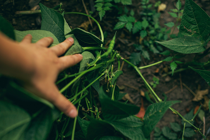 garden beans // @thefirstmess