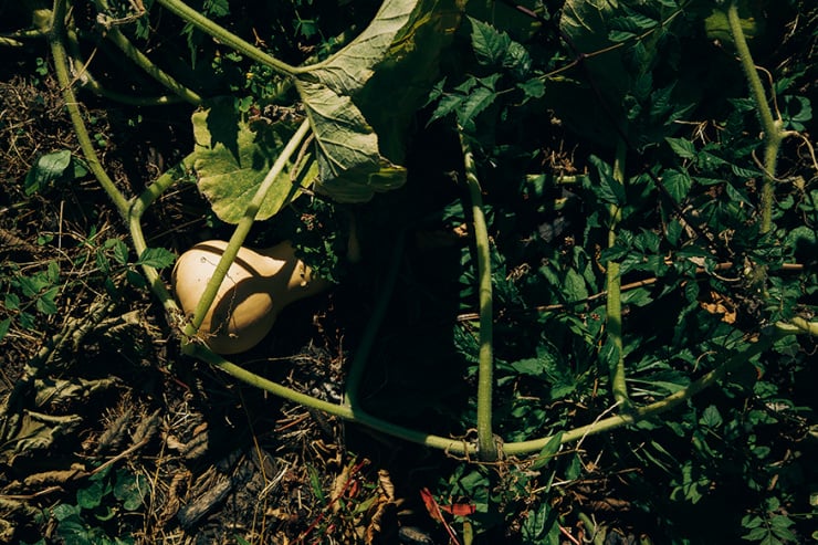 squash tangle // @thefirstmess