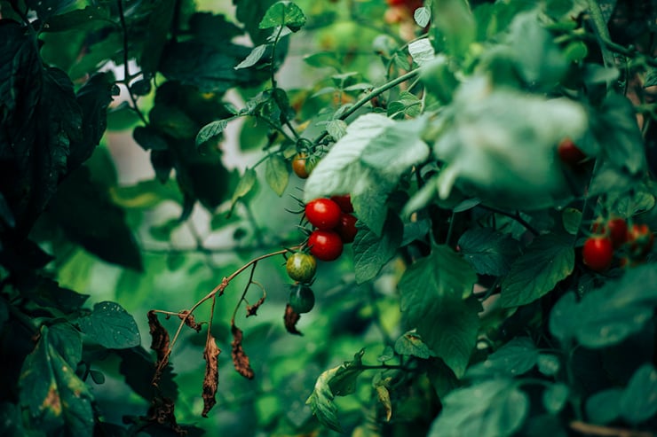 Cherry tomatoes on the vine.