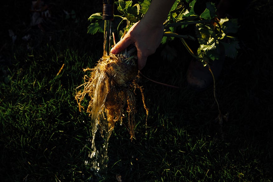 pulling up celery roots // @thefirstmess