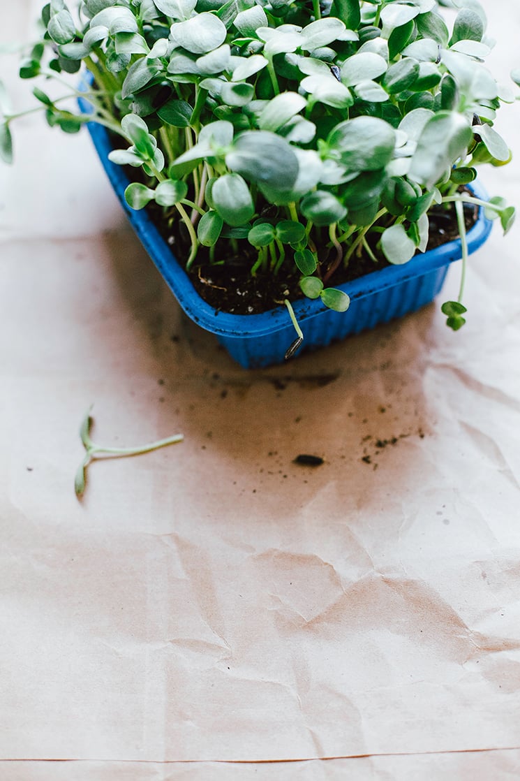 sunflower sprouts in a dirt tray