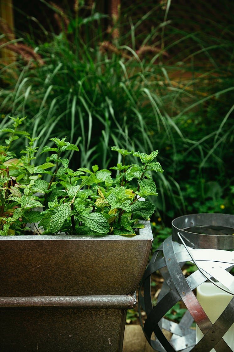 Image shows a head on shot of a mint plant growing in a galvanized metal pot.