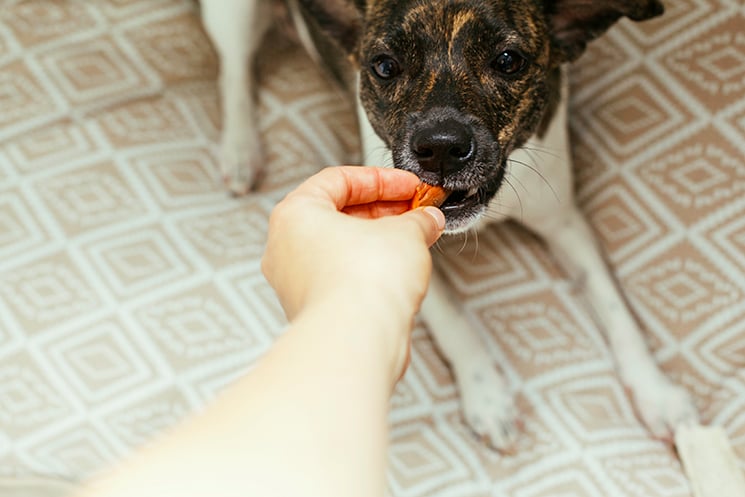 A hand is feeding a chunk of sweet potato to a cute dog.