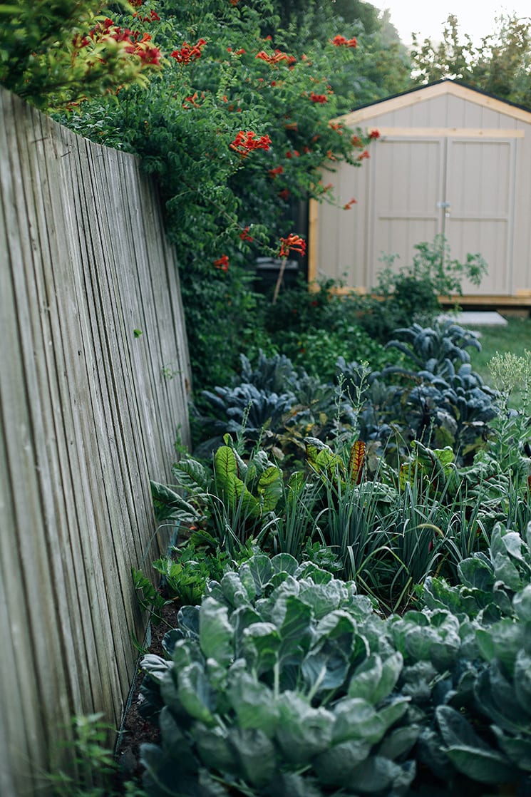 my wild vegetable patch // via thefirstmess.com