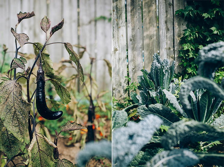 eggplant and kale in my messy garden // thefirstmess.com