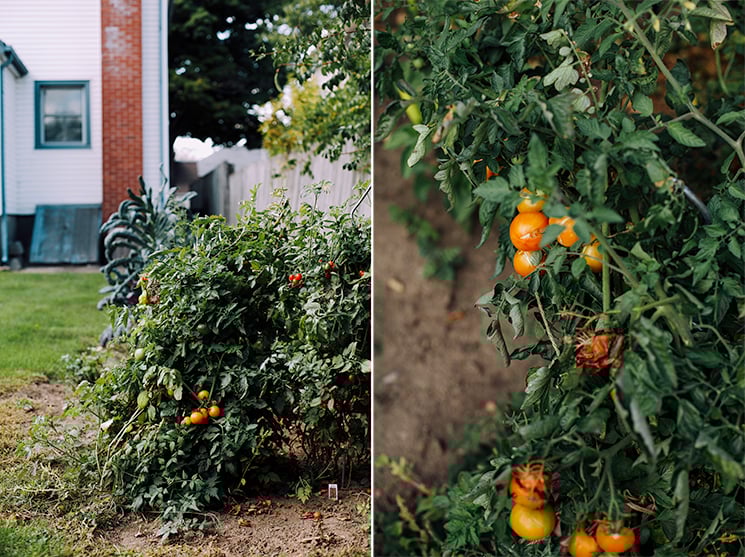 my yellow tomatoes // via thefirstmess.com