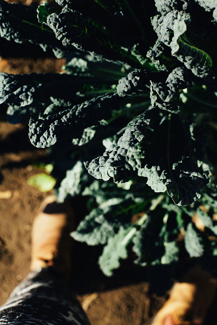 An overhead shot of kale growing in the sunshine.
