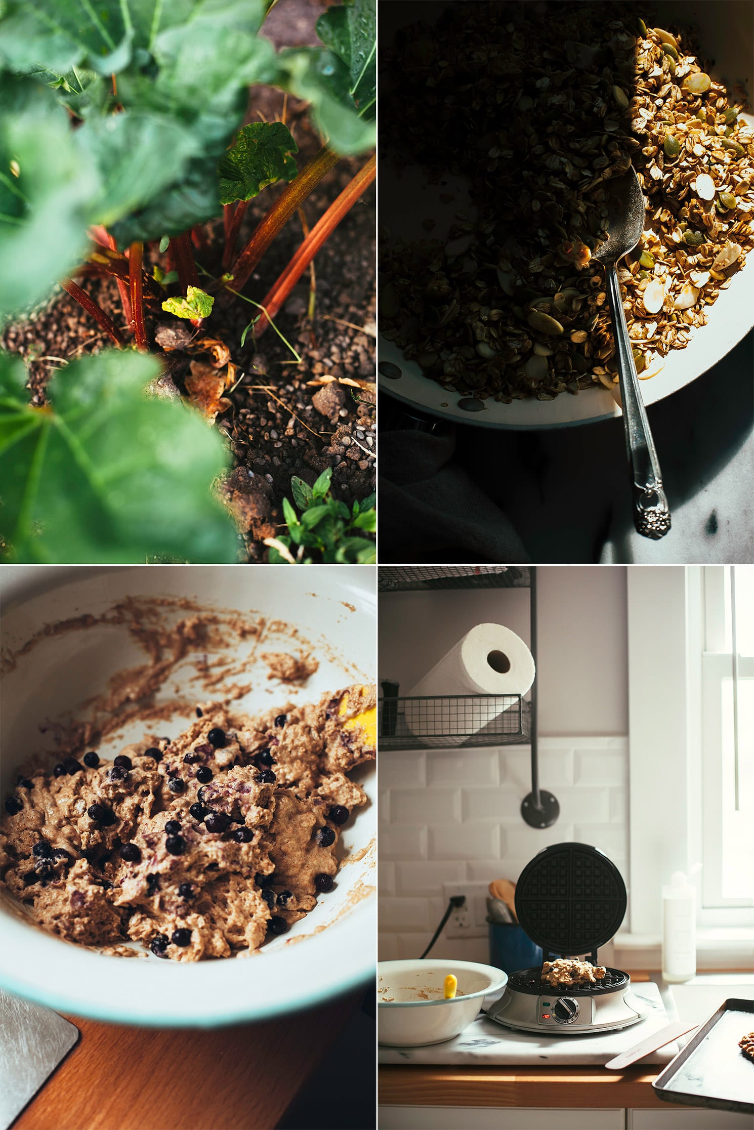 4 images show: rhubarb growing in the ground, a bowl of granola in direct sunlight, waffle batter with blueberries, and an open waffle iron on a kitchen counter with aportion of batter inside.