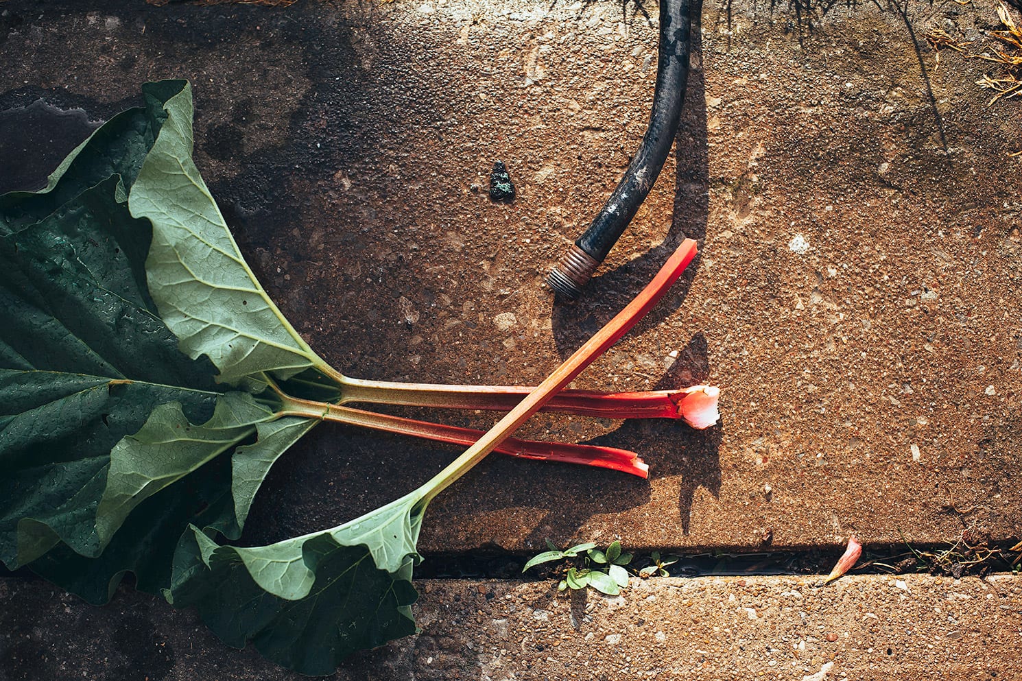 An overhead shot of rhubarb on a wet concrete surface with a garden hose nearby.