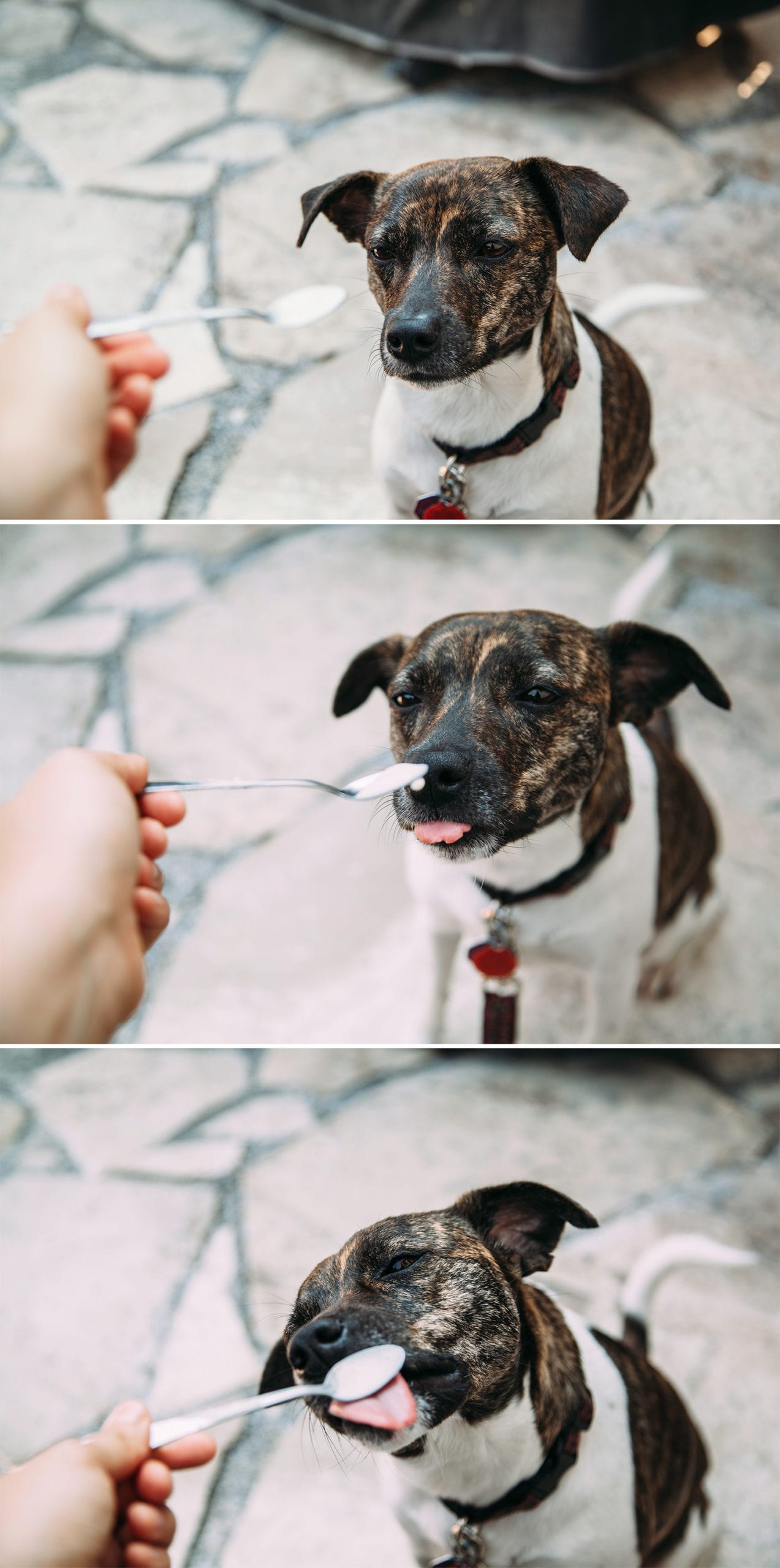 3 images show a brown/brindle and white dog getting to have a lick of ice cream from a spoon.