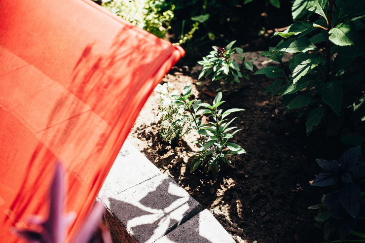 A 3/4 angle shot of some Thai basil plants in an herb garden.