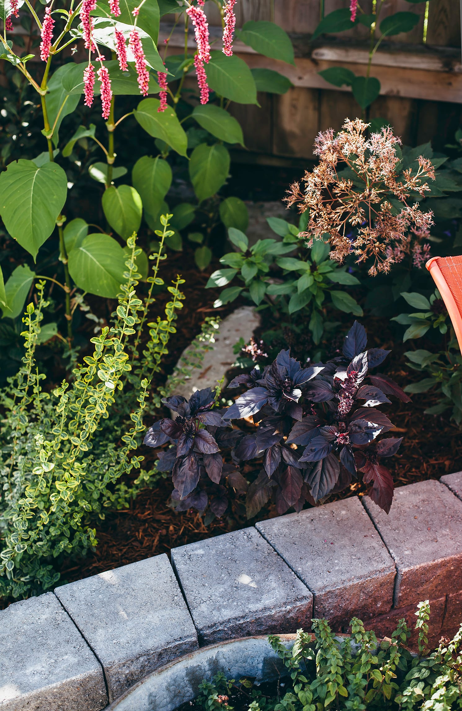 An overhead shot of purple opal basil in a perennial garden in dappled sunlight.