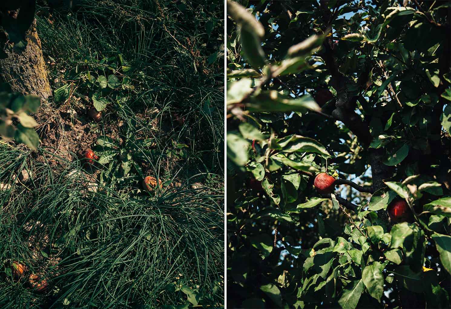 Two images show fallen apples on the ground + apples growing on the branches of an apple tree.