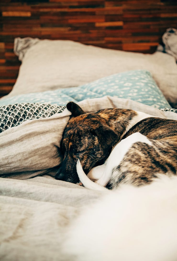 A head-on shot of a brindle and white coated dog having a nap on top of a soft grey duvet.