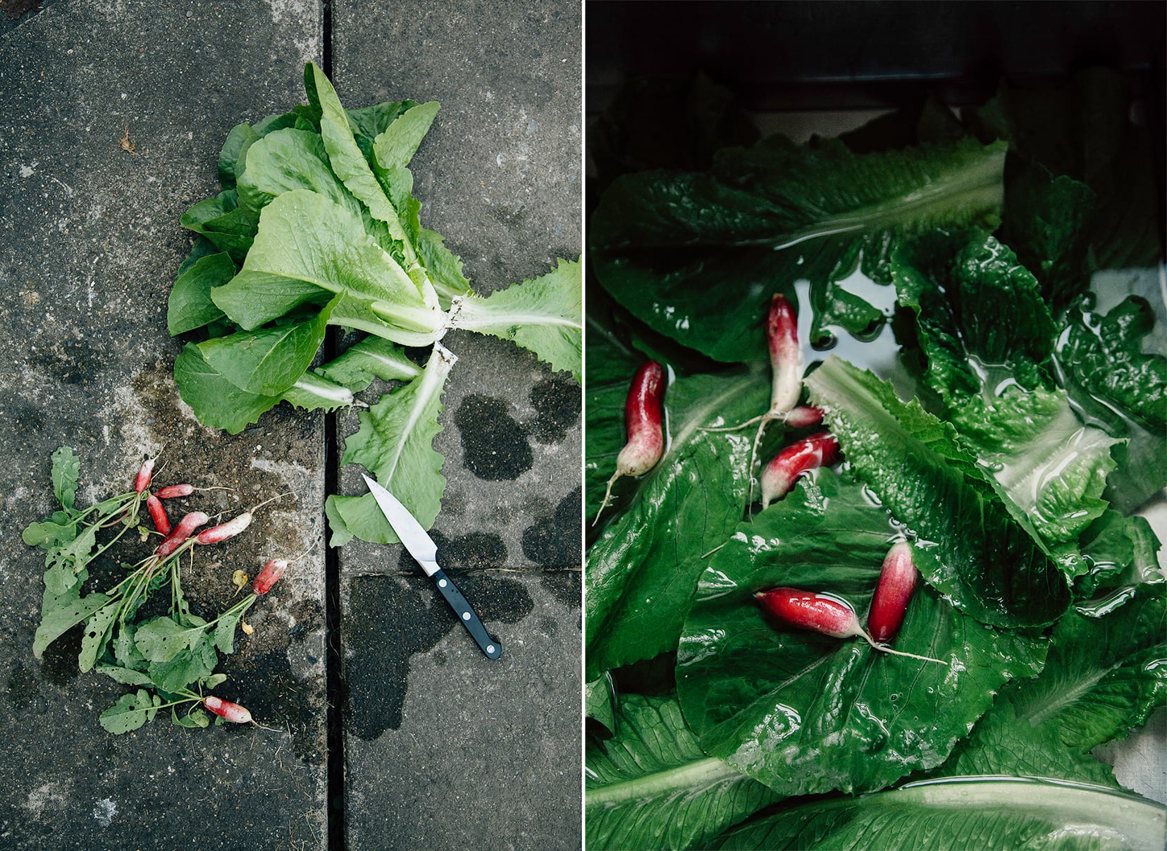 Two images show fresh cut lettuce and radishes on a concrete background and the lettuce and radishes being washed in a sink.
