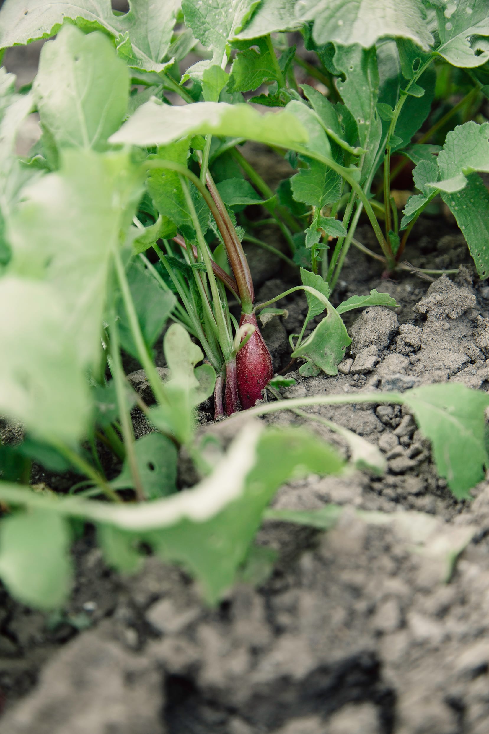 Image shows a radish poking out of the dirt in a vegetable garden.