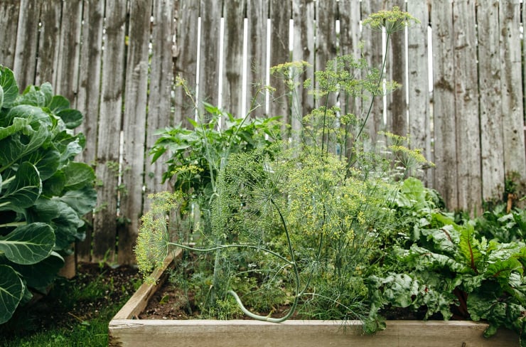 A head-on image of a vegetable garden with a wooden fence in the background.