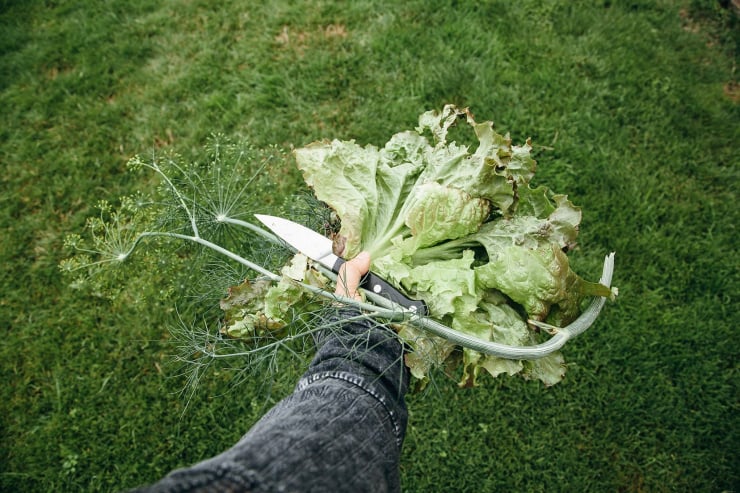 Image shows a hand holding a head of red leaf lettuce and some sprigs of dill.
