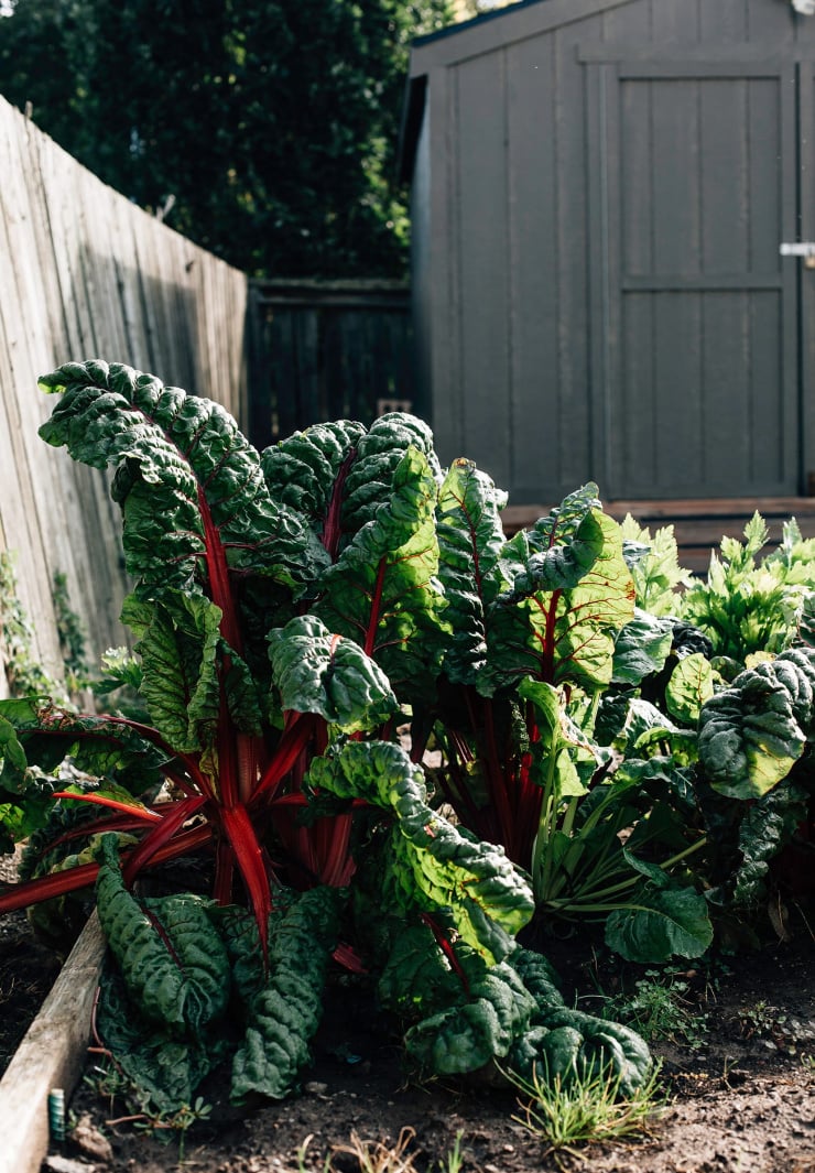 A head on shot of chard plants in a raised garden bed.