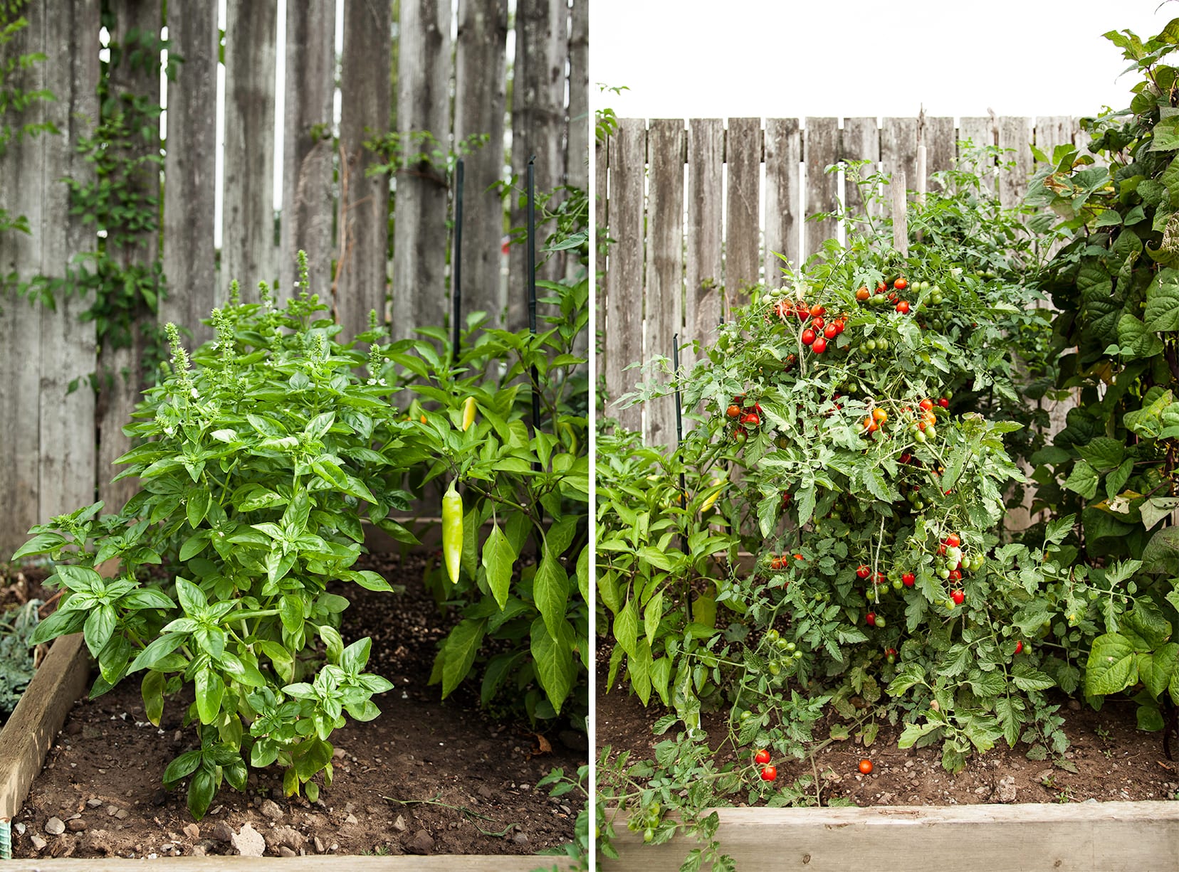 Two images show basil plants and tomato plants in a garden.