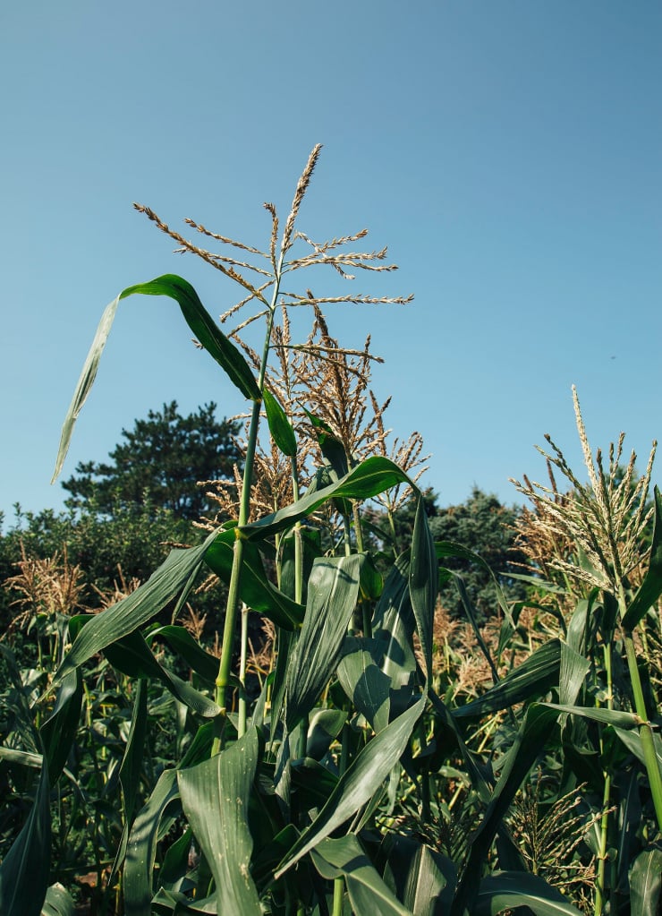 A shot of corn stalks outdoors in bright sunlight.
