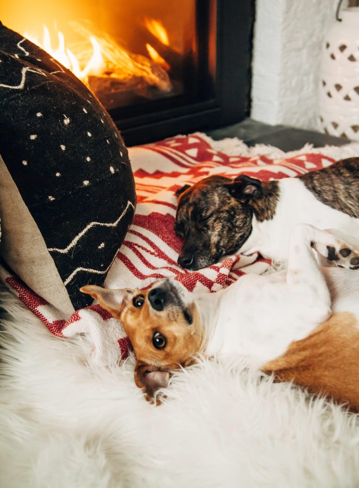 Image shows two cute dogs laying by a fireplace on some blankets and pillows.
