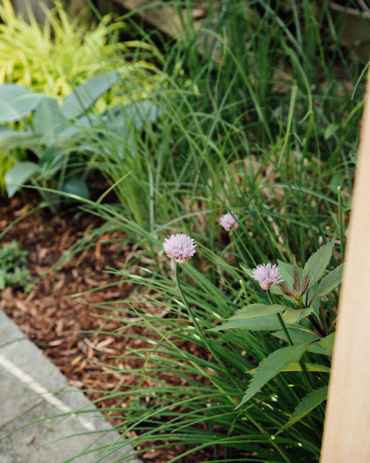The photo shows chives and chive flowers growing in a garden.