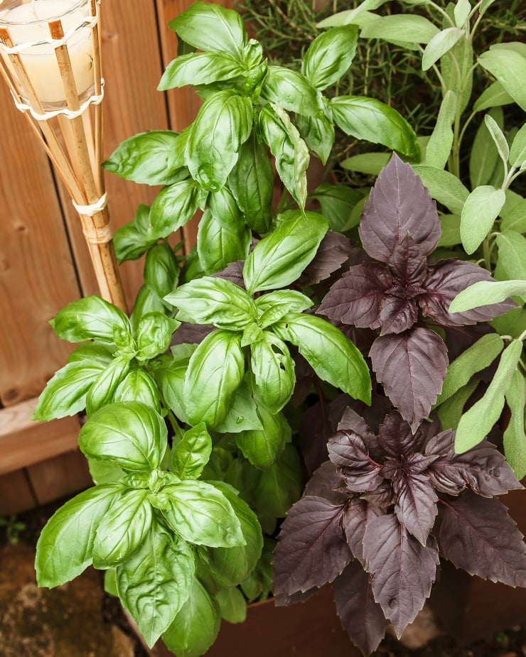 A 3/4 angle shot of two basil plants in a pot, photographed outside. One is a bright green basil and the other is a deep burgundy variety of basil.