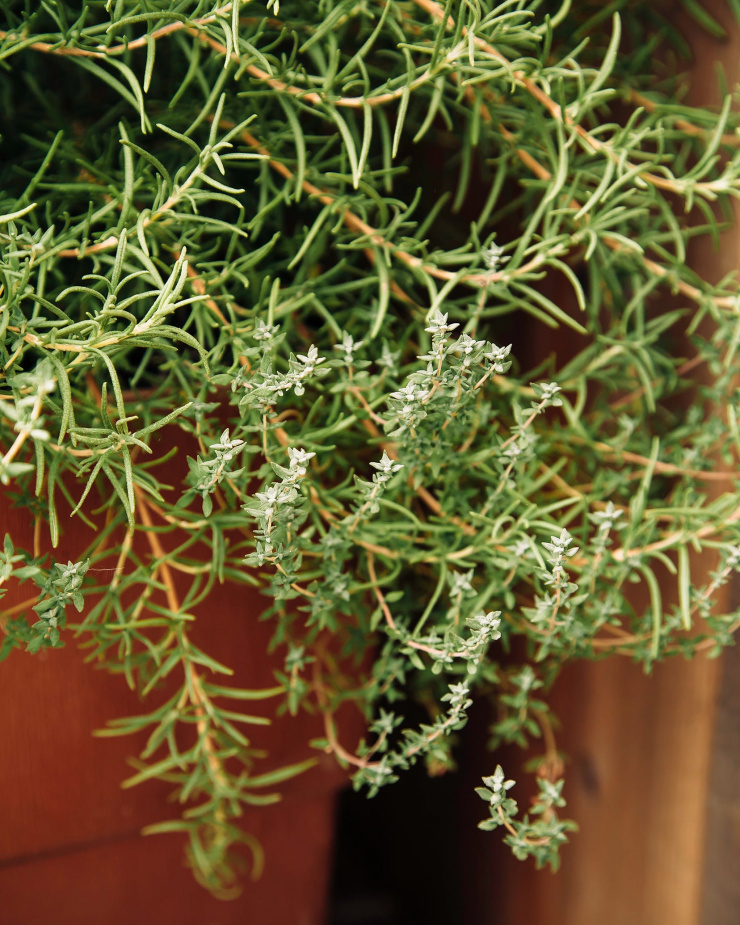 Thyme and rosemary plants are seen growing out of the edges of a pot.
