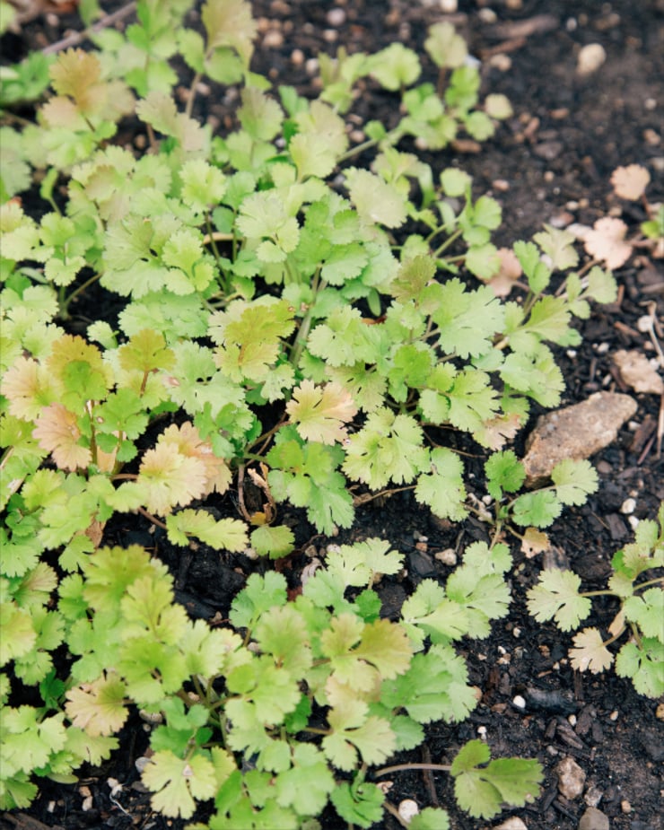 A patch of cilantro growing in my garden.