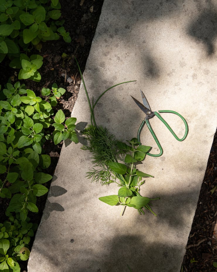 An overhead shot of clipped herbs on a concrete slap outdoors. There's a small pair of green scissors nearby.