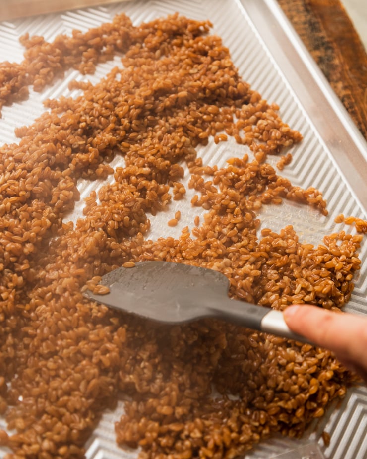 A 3/4 angle shot of a hand using a spatula to spread out cooked farro on a baking sheet in an effort to cool it down faster.