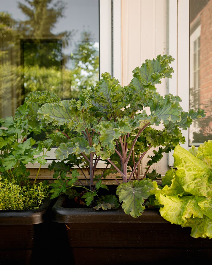 A head on shot of outdoor planters with kale and herb plants in them