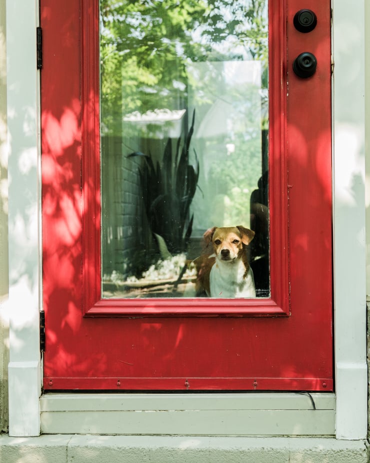 A head-on image shows a small dog looking outside the window portion of a red door.