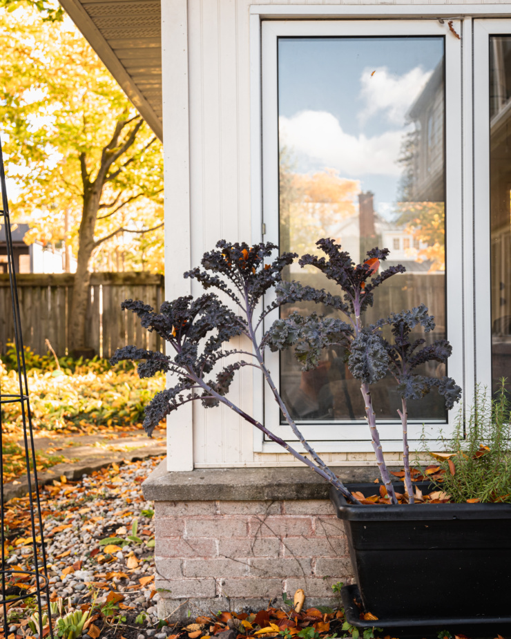 A head on shot shows a red kale plant in an outdoor planter. The stalks of kale are leaning far out of the planter in front of a window.
