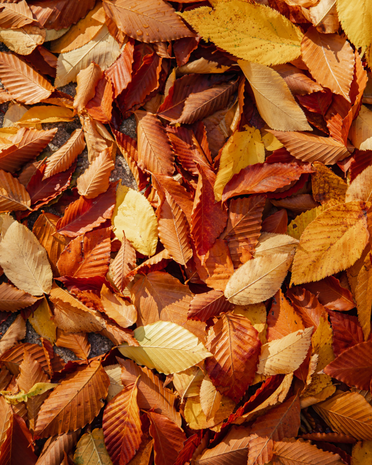 An up close, overhead shot of fallen autumn leaves in shades of orange, brown, and yellow.