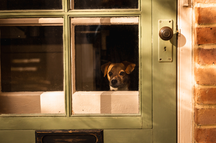 A head-on shot shows a little dog's face looking out of the window of a door.