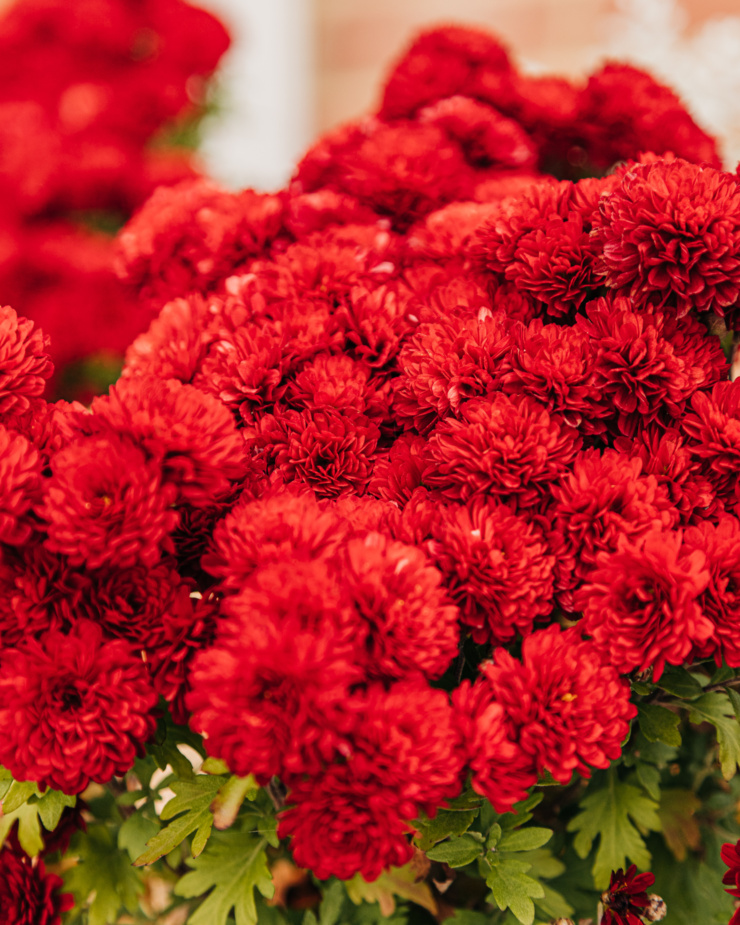 An up close, head-on image shows burgundy chrysanthemum flowers in soft focus.